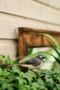 Hand Carved DecoBird Grey Fantail